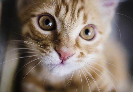 Cream-colored Baby Cat jigsaw puzzle