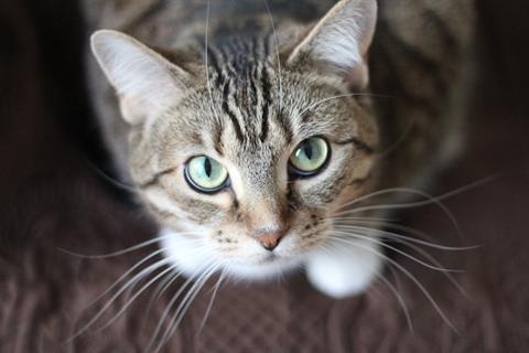 Cute Cat jigsaw puzzle