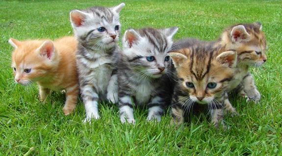 A Kindle Of Kittens jigsaw puzzle