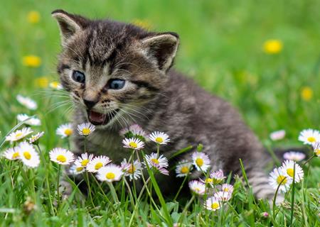 Kitty Playing With Flowers jigsaw puzzle