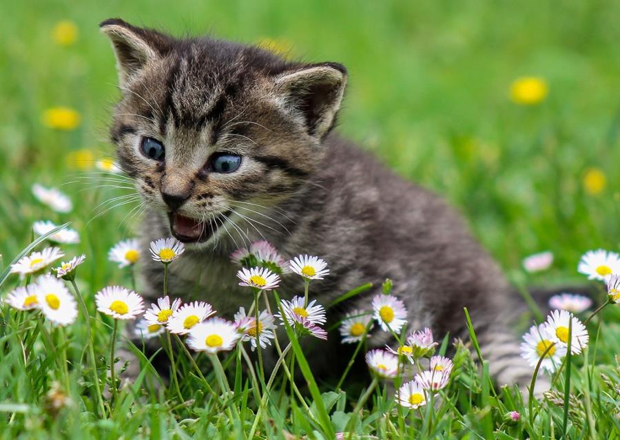Kitty Playing With Flowers jigsaw puzzle