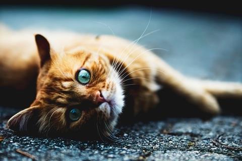 Orange Cat Stretching jigsaw puzzle