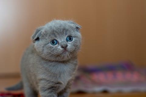 Sad Baby Cat jigsaw puzzle