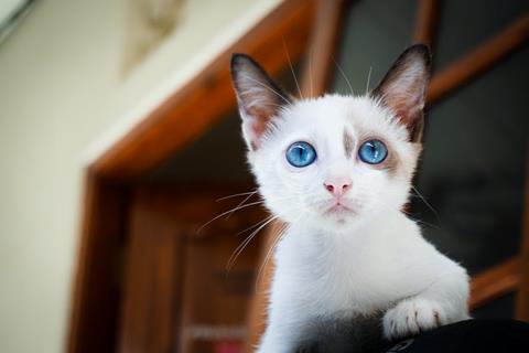 White Cat By The Window jigsaw puzzle