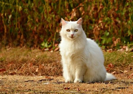 White Cat jigsaw puzzle