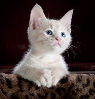 White Kitty jigsaw puzzle