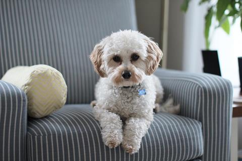 A White Dog jigsaw puzzle