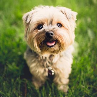 Adorable Shih Tzu jigsaw puzzle
