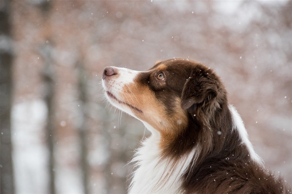 Australian shepherd dog watching the snow jigsaw puzzle