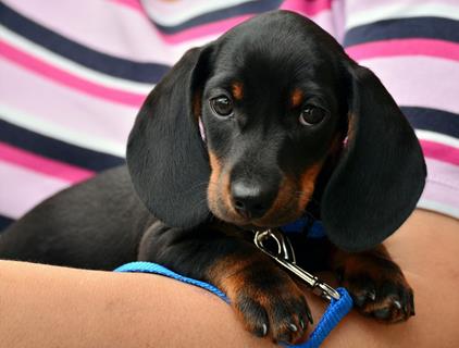 Basset Puppy jigsaw puzzle