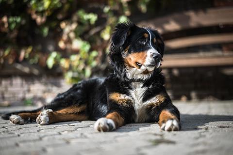 Bernasen Dog jigsaw puzzle