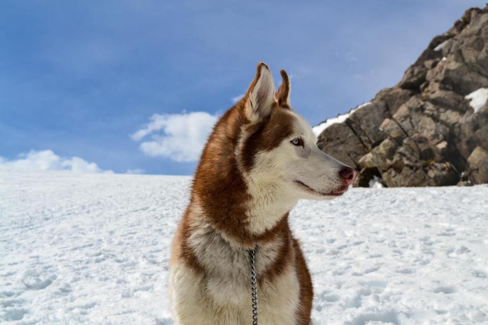 Brown And White Wolf Sitting On Snow jigsaw puzzle