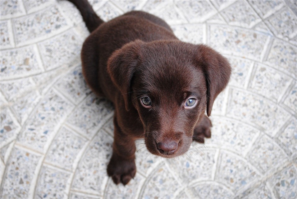 Brown Labrador Puppy jigsaw puzzle