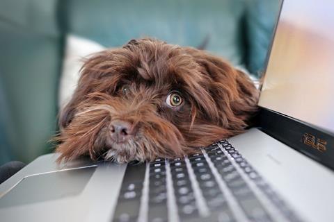 Brown Dog Needing Attention jigsaw puzzle
