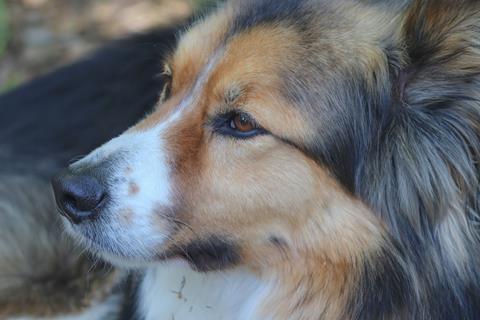 Collie Dog jigsaw puzzle