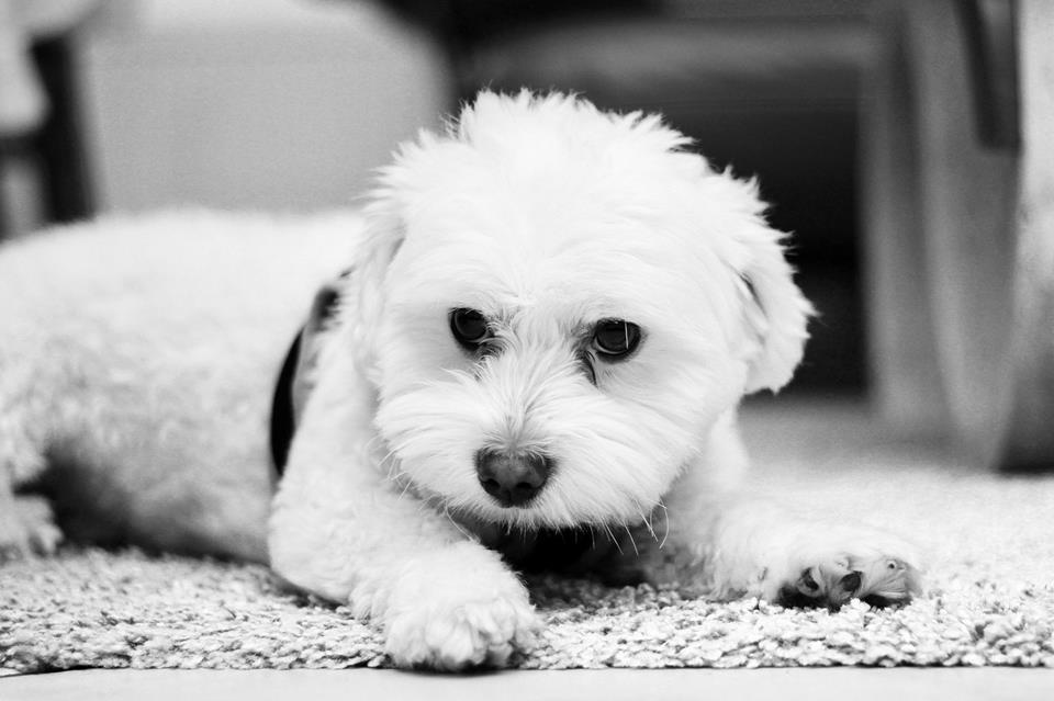 Cute White Malteser Dog jigsaw puzzle