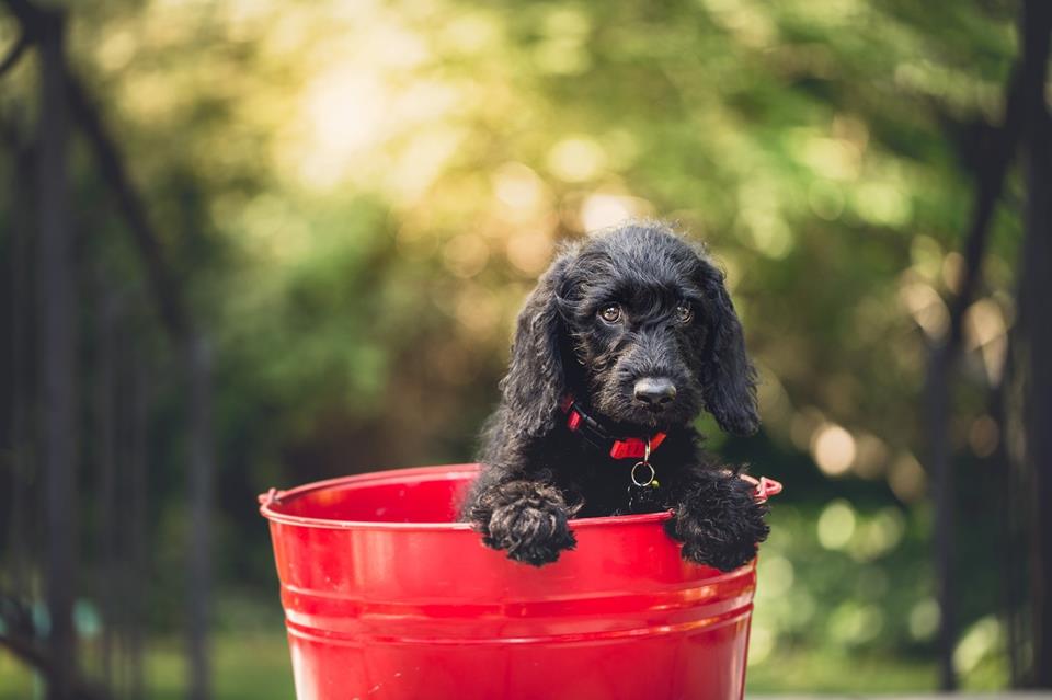 Dog In A Bucket jigsaw puzzle