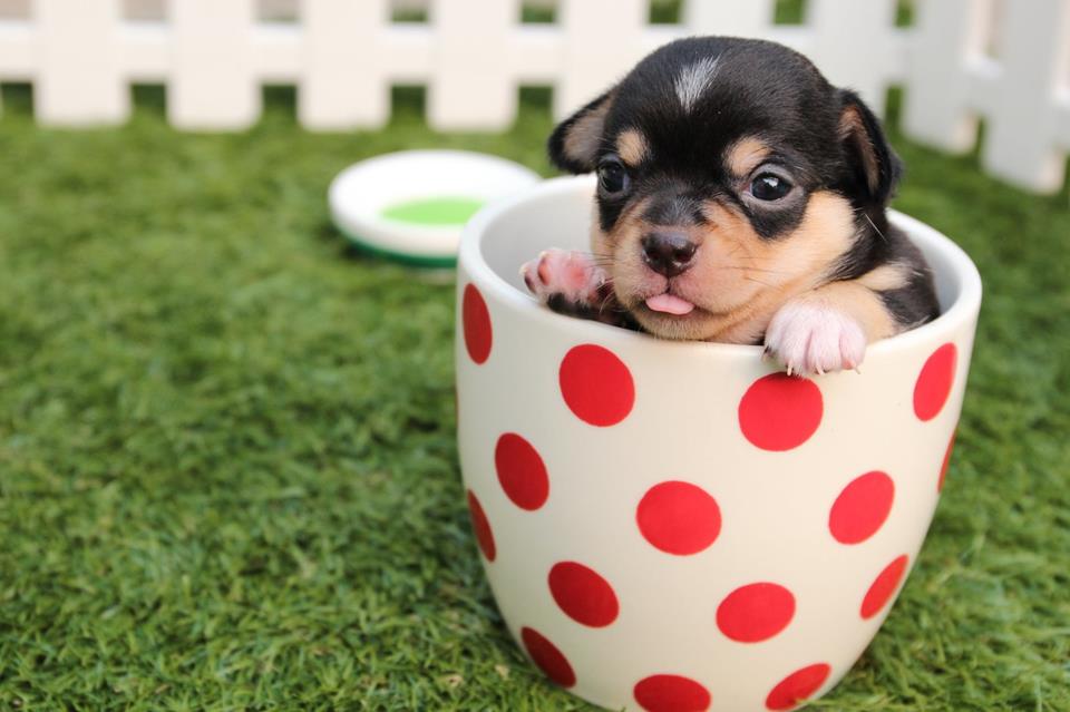 Dog In A Mug jigsaw puzzle