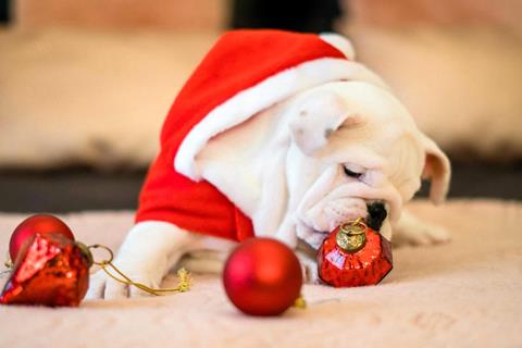 Santa Pug jigsaw puzzle