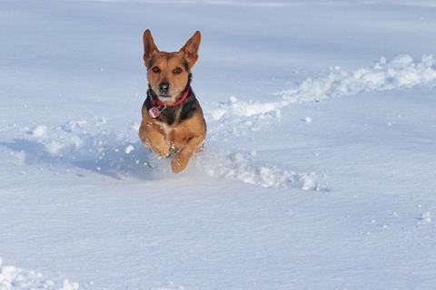 Dog In The Snow jigsaw puzzle