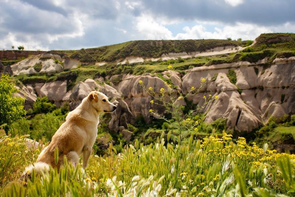 Dog sitting on a landscape jigsaw puzzle