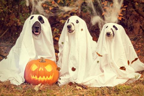 Dogs In Ghost Halloween Costumes jigsaw puzzle