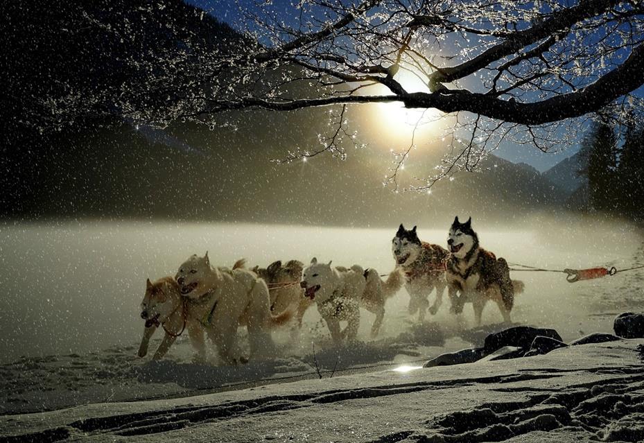 A Pack of Wolves jigsaw puzzle