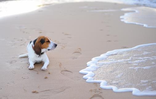 Cute Beagle jigsaw puzzle