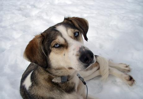 Dog Lying On Snow jigsaw puzzle