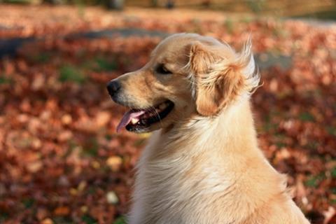 Quirky Dog jigsaw puzzle