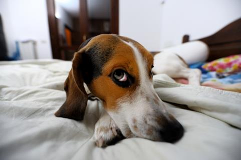 Beagle  jigsaw puzzle