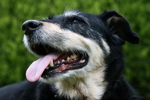 Excited Dog jigsaw puzzle