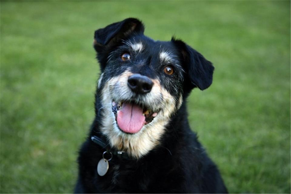 A Cute Dog jigsaw puzzle