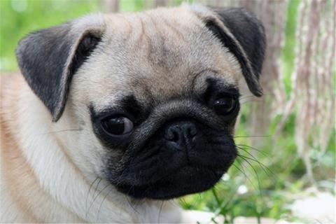 Sad Pug jigsaw puzzle