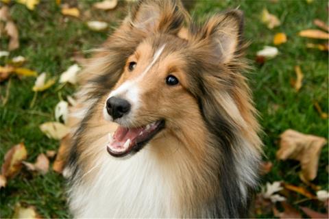 Adorable Dog jigsaw puzzle