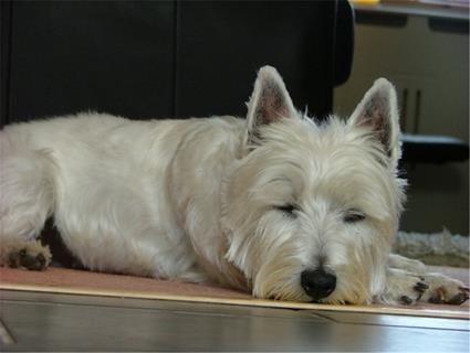 Sleeping Dog jigsaw puzzle