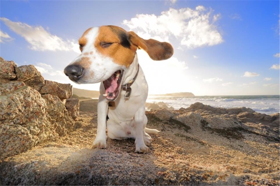 Wacky Dog jigsaw puzzle