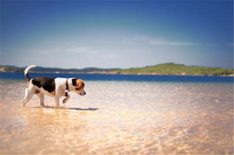 A Puppy Beagle jigsaw puzzle