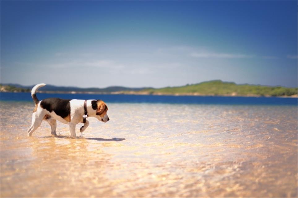 A Puppy Beagle jigsaw puzzle