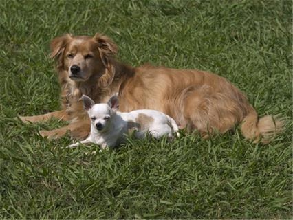 2 Squinting Dogs jigsaw puzzle