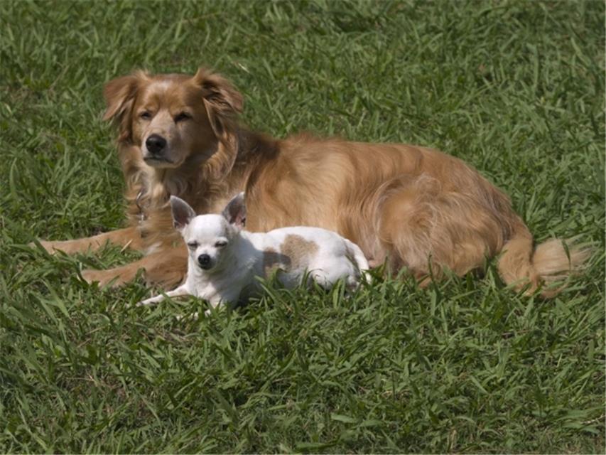 2 Squinting Dogs jigsaw puzzle