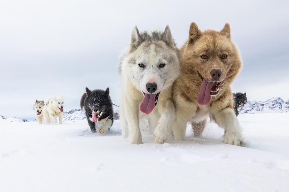 Dogs In Greenland jigsaw puzzle