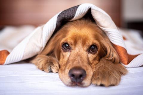 English Cocker Spaniel jigsaw puzzle