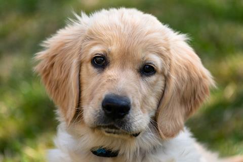 Gold Retriever Puppy jigsaw puzzle