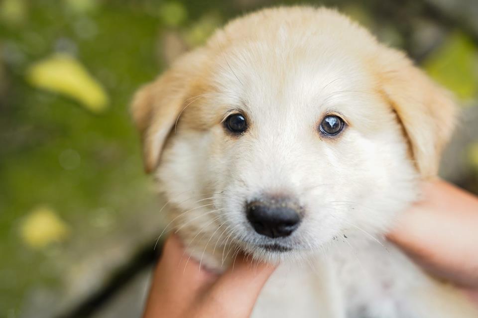 Gold White Pup jigsaw puzzle