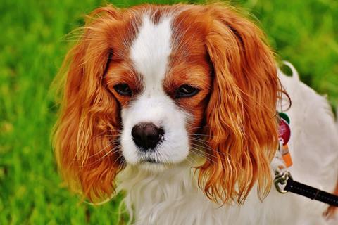 Grumpy Dog jigsaw puzzle