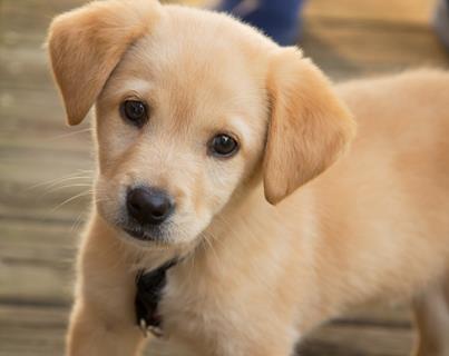Cute Puppy  jigsaw puzzle
