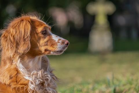 Sad Looking Dog jigsaw puzzle