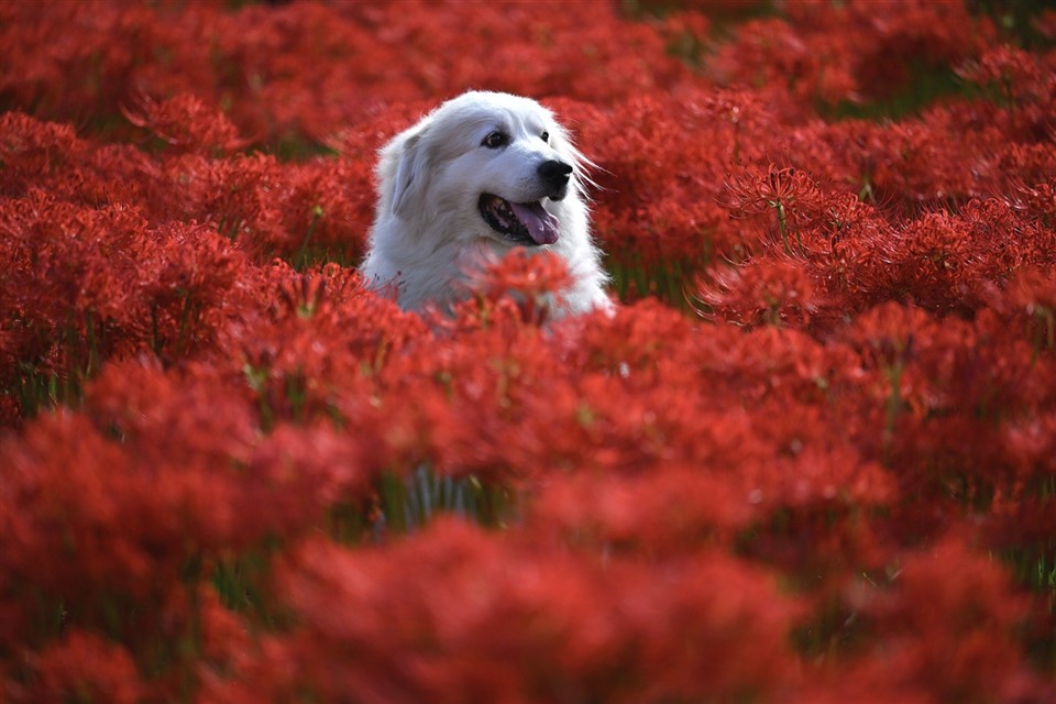 White Dog and Red Flowers jigsaw puzzle