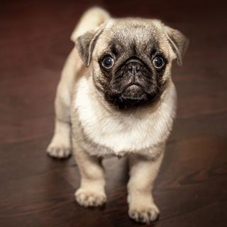 Baby Pug jigsaw puzzle